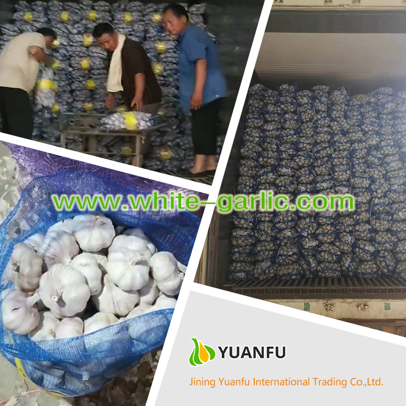 garlic sellers garlic sellers